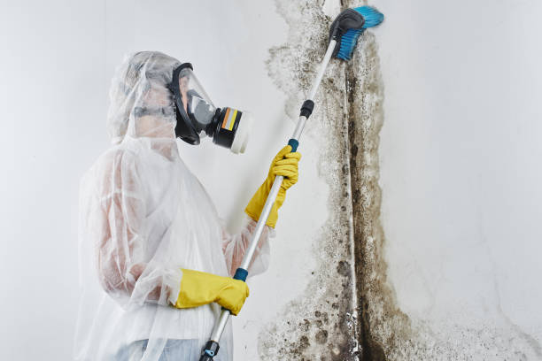 Trusted Diamond, MO Mold Removal & Remediation Experts